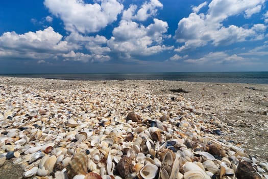 a beach full of shells and a blue sky
