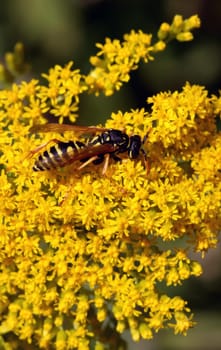 Gallic field wasp on Canadian goldenrod (Solidago canadensis)