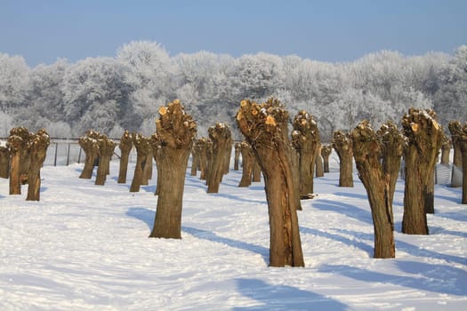 Willow trees in winter