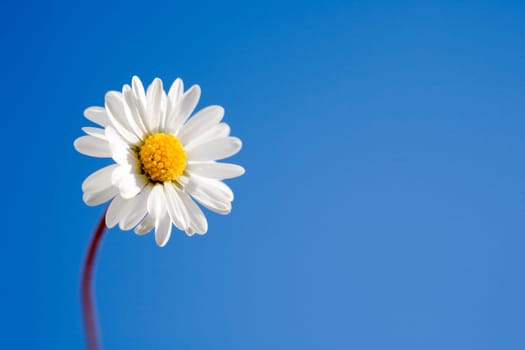 Daisies