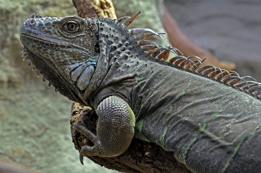 Iguana