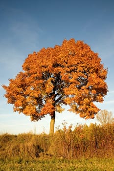 (Fall foliage) or (fall leaves) or (autumn leaves)