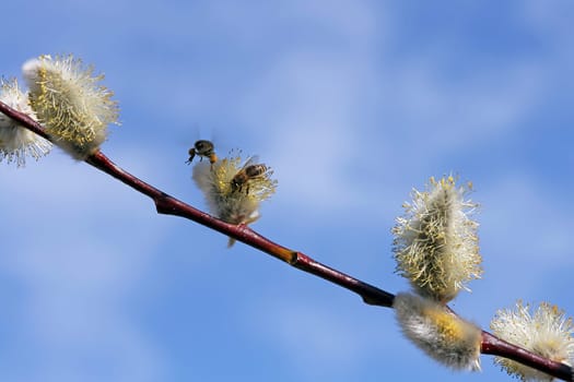Bees approaching palm catkins