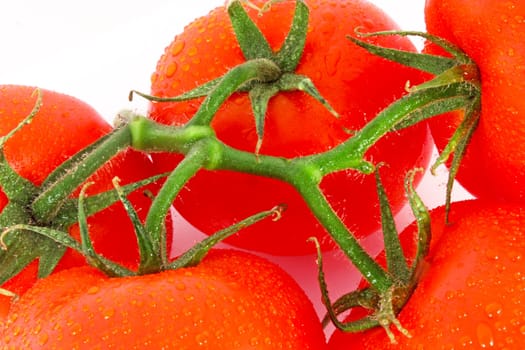Red tomatoes on the branch isolated on white