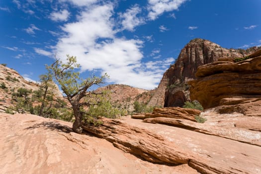 Tree growing out of rock in Zion National Park