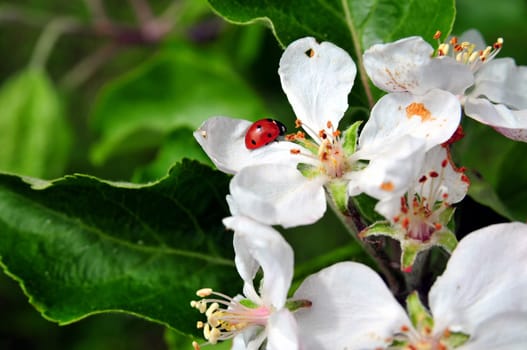 Apel flower,fruit tree,blossom,spring,pollinate,garden