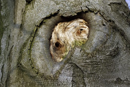 Overflow at a European beech