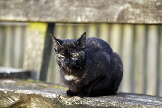(cat animal) without big