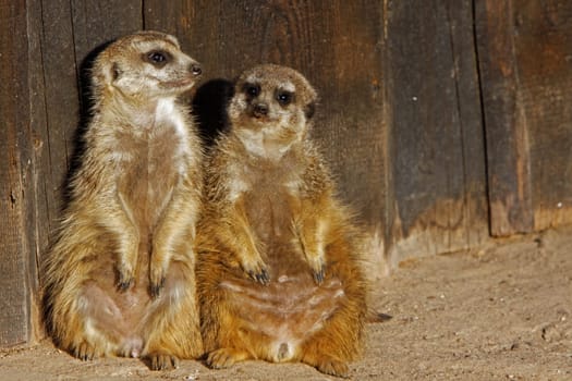 Two meerkats