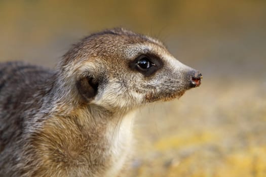 Two meerkats