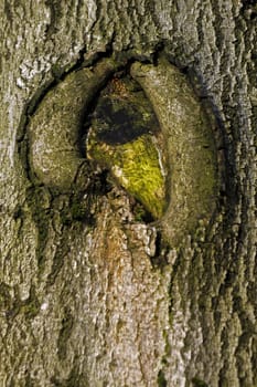 Overflow at a European beech