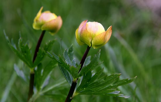 Trollius europaeus