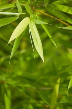 Fresh green bamboo background 02