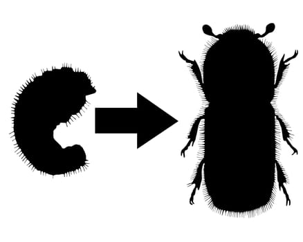 Development of the spruce bark beetle