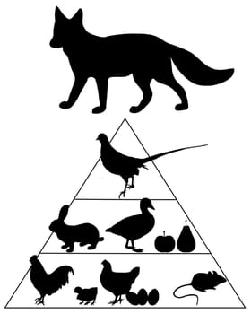 Fox Food Pyramid