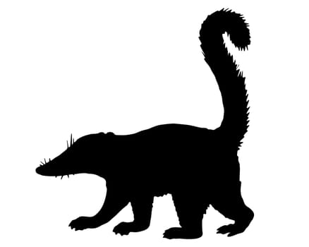 Coati Silhouette