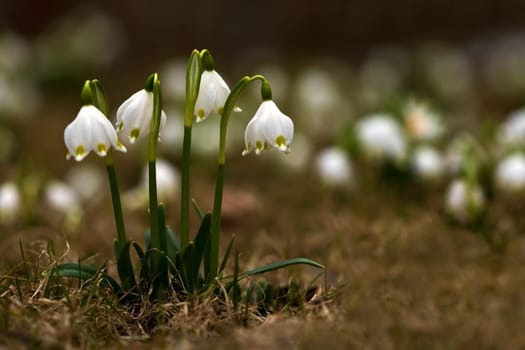 Messenger of spring