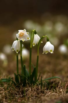 Harbinger of spring ...