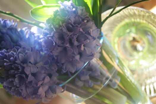 Hyacinths around Easter