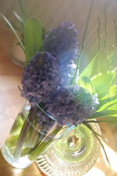 Hyacinths