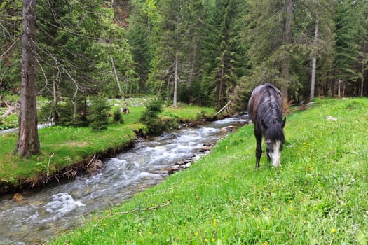 a horse to pasture near a mountain river