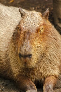 Capibara is in the zoo Is the biggest rat in the world Native to South America