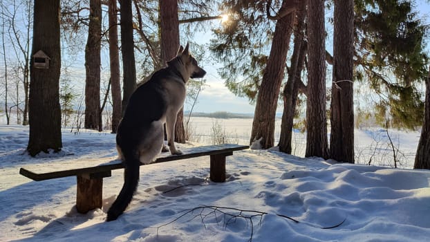 Dog German Shepherd in winter day and white snow arround. Waiting eastern European dog veo in cold weather