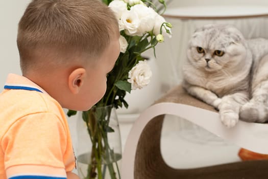 A boy and a domestic cat, Scottish fold breed look into each other's eyes in a home interior. Light background. Close-up.