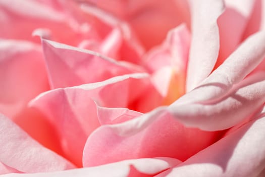 Flower macrophotography of a pretty rose with pink blush coloured petals.