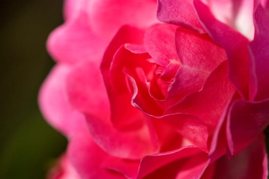 Flower macrophotography of a pretty rose with pink blush coloured petals.