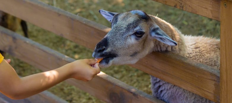 the boy feeds the animals in the zoo. Selective focus. Nature.