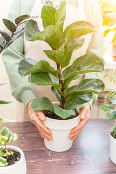 Home gardening, hobby, freelancing, cozy workplace. Grandmother gardener housewife in an apron holds a pot of Chamaedorea elegans in her hands.