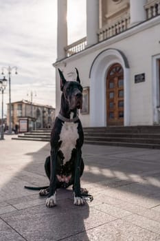 Young black Great Dane poses in the city.