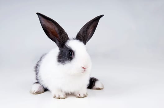 studio picture of little rabbit