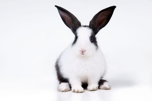 studio picture of little rabbit