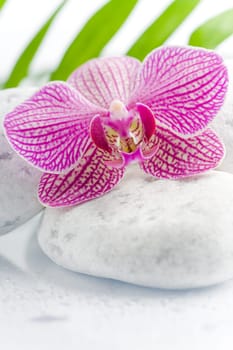 Beautiful pink orchid idyllic on white stones with green leaves