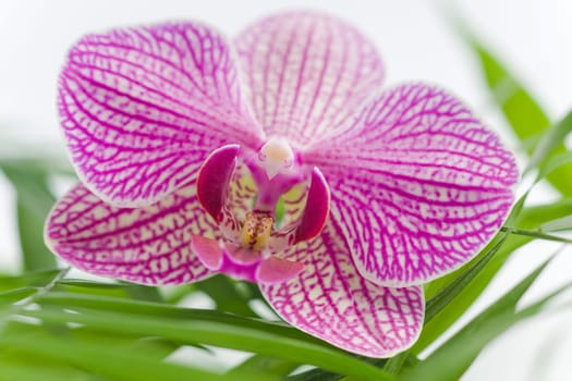 Beautiful pink orchid idyllic on white stones with green leaves