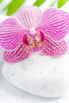 Beautiful pink orchid idyllic on white stones with green leaves