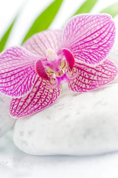 Beautiful pink orchid idyllic on white stones with green leaves