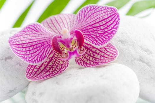 Beautiful pink orchid idyllic on white stones with green leaves