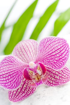 Beautiful pink orchid idyllic on white stones with green leaves