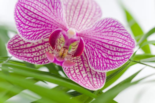 Beautiful pink orchid idyllic on white stones with green leaves