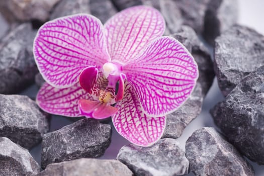 Beautiful pink orchid idyllic on gray stones