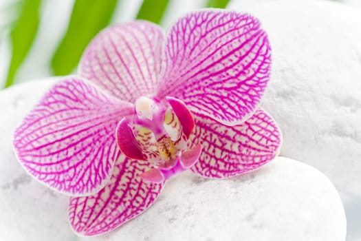 Beautiful pink orchid idyllic on white stones with green leaves