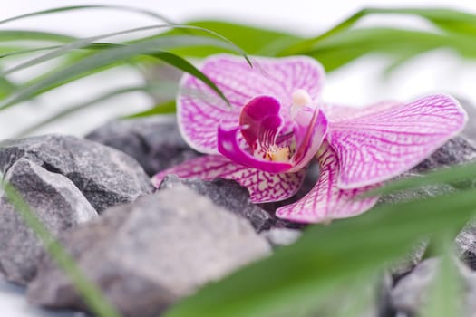 Beautiful pink orchid idyllic on gray stones