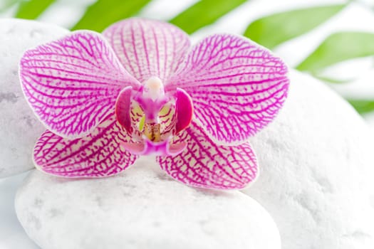 Beautiful pink orchid idyllic on white stones with green leaves