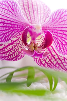 Beautiful pink orchid idyllic on white stones with green leaves