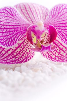 Beautiful pink orchid idyllic on white stones