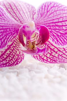 Beautiful pink orchid idyllic on white stones