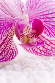 Beautiful pink orchid idyllic on white stones